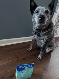Blue Heeler Australian Cattle Dog looking at Native Pet Gut Well supplement.