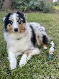 Australian Shepherd