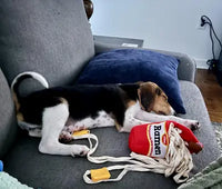 Customer submitted photo of a small Beagle mix puppy sleeping on a grey sofa next to an unrolled plush ramen cup noodle nose work toy.