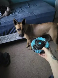 Belgian Malinois mix holding the tough ring chew toy