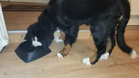 A Bernese Mountain Dog with white paws eating from a large black maze-style slow feeder dog bowl.