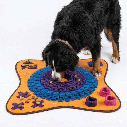 Bernese Mountain Dog searching for treats on a large orange, blue, and purple interactive foraging puzzle mat.