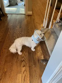 Customer review showing a small white Bichon Frise dog standing near indoor stairs while wearing a lightweight pet cone.
