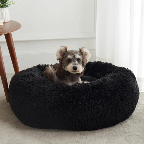 Small Schnauzer sitting upright inside a black plush calming donut dog bed