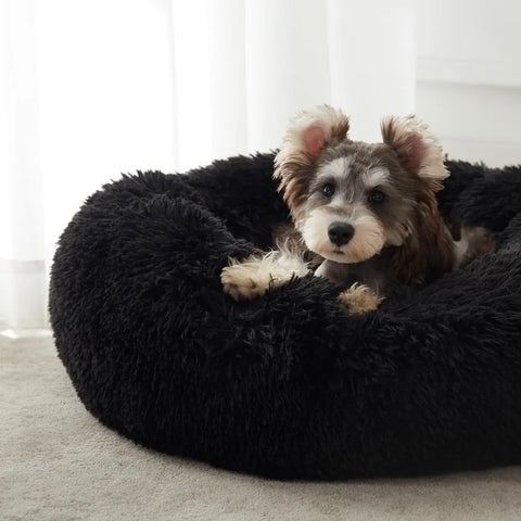 Close-up view of a cute Schnauzer resting in a black fluffy donut pet bed