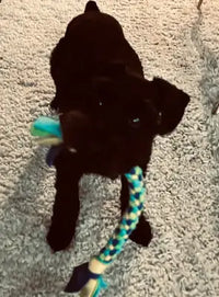 Labrador Retriever Mix