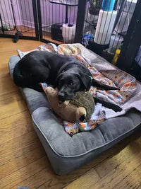 black labrador retriever curling up in orthopedic grey dog bed holding plush hedgehog toy