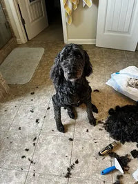 A black Standard Poodle mix sitting on a bathroom tile floor surrounded by trimmed fur after a home grooming session with electric pet clippers.