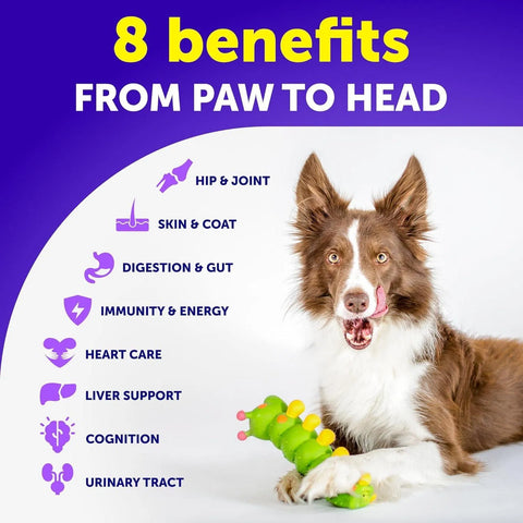 A Border Collie dog playing with a toy next to an infographic showing 8 health benefits including hip and joint, skin and coat, and immunity support.