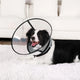 A happy black and white border collie lying down on a white rug while wearing the transparent protective dog recovery collar.