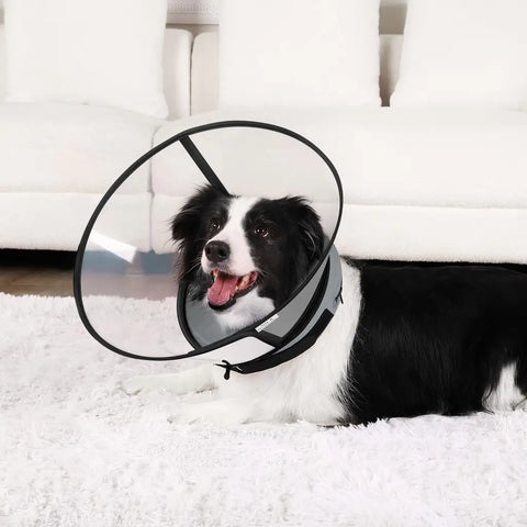 A happy black and white border collie lying down on a white rug while wearing the transparent protective dog recovery collar.