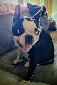 A happy Boston Terrier dog sitting on a couch with its tongue out, showcasing a real customer review photo for pet grooming wipes.