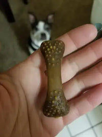 Boston Terrier