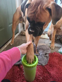 Fawn Boxer dog getting its front paw washed in a green portable dog paw cleaner plunger cup on a towel indoors.