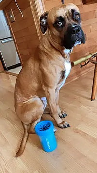 Patient fawn Boxer dog sitting on a wooden floor next to a blue MudBuster dog paw washer tool.
