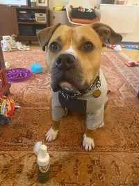 Boxer Pit Bull Mix
