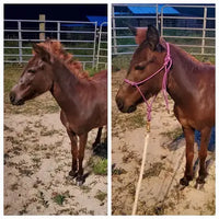 A side-by-side customer review comparison of a young brown horse foal without a halter on the left and wearing a pink rope training halter with a lead line on the right.