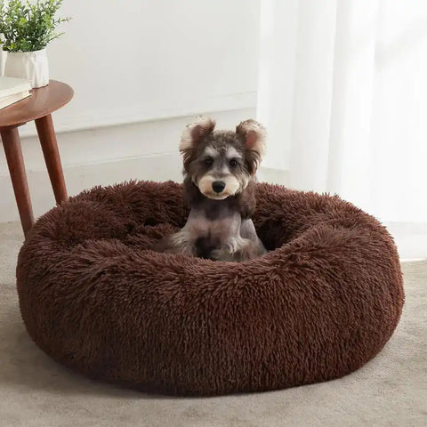 Small terrier sitting inside a deep brown round plush donut dog bed