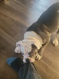Bully Breed