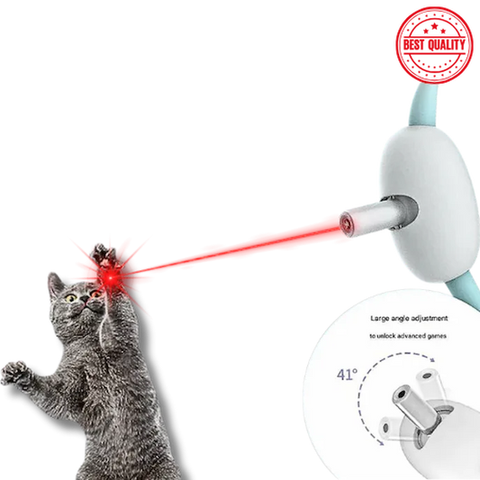 cat playing with laser