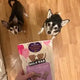 A small Chihuahua and a Shiba Inu looking up eagerly at a bag of Wellness Old Mother Hubbard p'nutty b-day party dog treats.