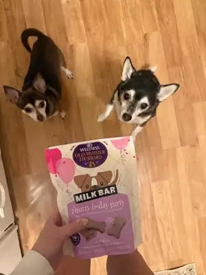 A small Chihuahua and a Shiba Inu looking up eagerly at a bag of Wellness Old Mother Hubbard p'nutty b-day party dog treats.