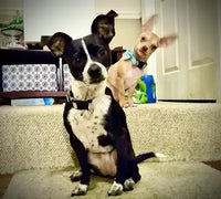 A black and white Chihuahua mix sitting in the foreground with a tan Chihuahua wearing a blue bow tie in the background.