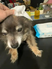 Chihuahua Mix