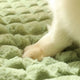 Close-up of dog's paw on a textured green surface.