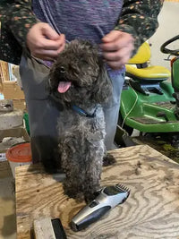 A small curly-haired black Cockapoo Poodle mix dog sitting on a wooden table next to an electric pet grooming trimmer during a haircut.