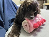 Customer review image of a dark brown Cocker Spaniel holding a pink strawberry roll cake plush dog interactive snuffle toy in its mouth.