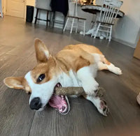 A Pembroke Welsh Corgi puppy lying on a hardwood floor happily chewing on a hemp and wood-blend dog toy.