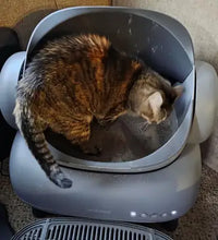 Brown Domestic Shorthair Tabby cat standing inside the drum of the Neakasa M1 automatic self-cleaning cat litter box.