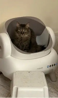 Long-haired tabby Maine Coon cat sitting comfortably inside the white Neakasa M1 automatic self-cleaning cat litter box.