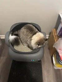 Fluffy grey and cream Persian cat standing inside the grey Neakasa M1 automatic smart litter box with fresh clay litter.