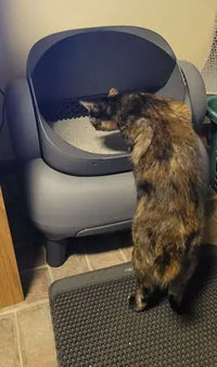 Tortoiseshell cat stepping onto the grey litter mat to use the Neakasa M1 open-top automatic self-cleaning litter box.