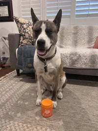 Customer review picture of a happy brindle and white Boxer Pitbull mix sitting on a rug next to a container of Zesty Paws Allergy and Immune Bites.