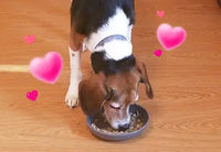 A tricolor Beagle dog leaning down to eat food from a round grey pet bowl on a wooden floor.
