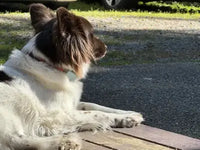 Border Collie Mix