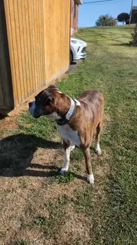 Boxer