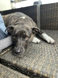 Customer review image showing a brindle-coated mixed breed dog with white paws lying down comfortably on a dark woven wicker patio couch.