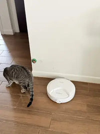 Customer review photo of a brown tabby cat walking past a white Bsemax automatic pet feeder on tiled floor