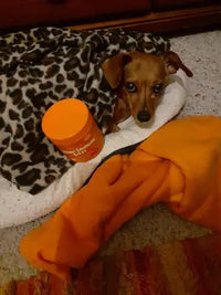 Customer review image of a brown Dachshund dog tucked under a leopard print blanket in a dog bed next to an orange jar of Zesty Paws Aller-Immune Bites.