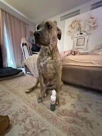 Brindle