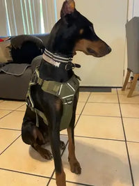 Doberman Pinscher