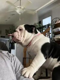 Customer review image of a black and white English Bulldog sitting indoors on a couch, showing the dog leaning forward expectantly.