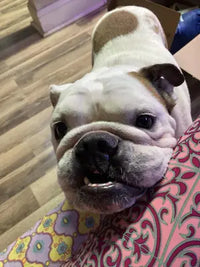 Customer review photo of a white and brindle English Bulldog looking up closely, showing healthy facial folds and skin.