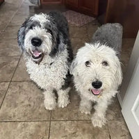 Two shaggy, long-haired Old English Sheepdogs sitting together on a brown tiled floor looking up happily.