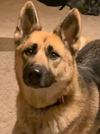 Close-up portrait of an attentive German Shepherd dog with erect ears looking forward indoors.