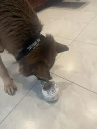 Customer review photo featuring a German Shepherd dog wearing a collar that says "I'm Special," curiously sniffing the top of a white Petsology probiotic supplement container on a tiled floor.